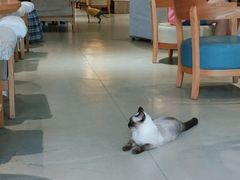 大堂-藏猫猫咖啡主题馆(中央大道店)