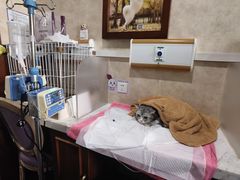 -宠爱国际动物医院· 猫科· 外科·中兽医(长白店)