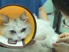 -嘉馨宠物医院·CT影像转诊·心脏科·犬猫全科诊疗中心(下沙大学城院区)