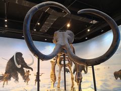 -辽宁古生物博物馆