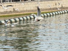 -蠡湖大桥公园