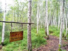 -五营红松林海景区