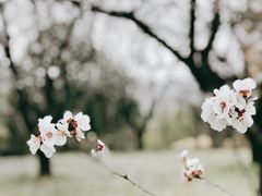 -国家植物园