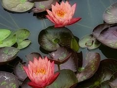 -莲花池公园