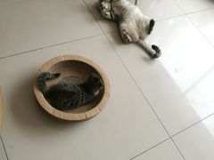 -平行世界·猫咖(首经贸店)