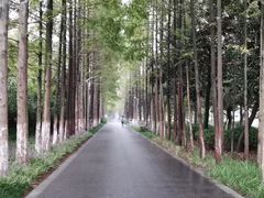 -昆山城市生态森林公园