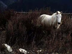 -叠溪松坪沟景区