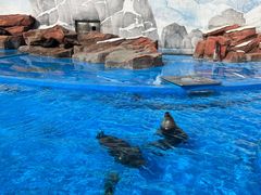-上海海昌海洋公园