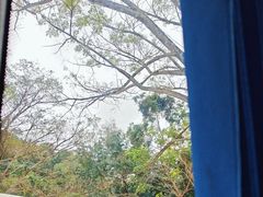 -野象谷景区