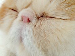 -喵屿·大理花园猫咖