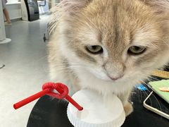 -琪喵猫屋·撸猫猫咖·猫舍