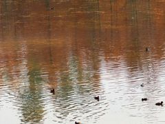 -白鹭湾湿地公园