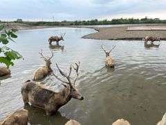 -宁波杭州湾国家湿地公园