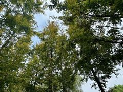 -广富林郊野公园