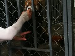 -都江堰中华大熊猫苑