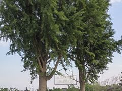 -东台西溪天仙缘景区