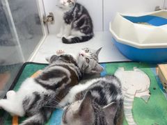 -糯米喵星人总部直营旗舰店·猫舍·幼猫出售