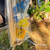 烧柠新品