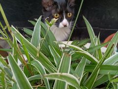 -可蒙动物医院·猫科·骨科中心(首义路店)