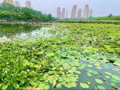 -前关湿地公园