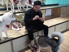 -Husky Go! 哈士奇体验馆·宠物咖啡厅狗咖