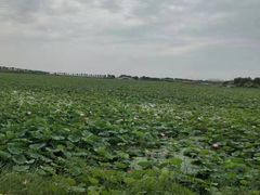 -天津东丽湖风景区