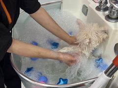 -车接车送·寄养洗护·德文猫舍(大宁店)