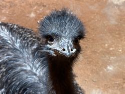 点击看大图 -Zoolung Zoolung动物主题公园(海信广场店)