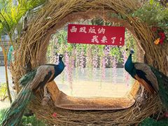 -西双版纳勐泐文化旅游区