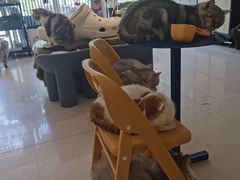 -平行世界·猫咖(首经贸店)