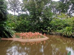 -新加坡飞禽公园