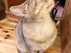 -猫色咖啡·猫咖