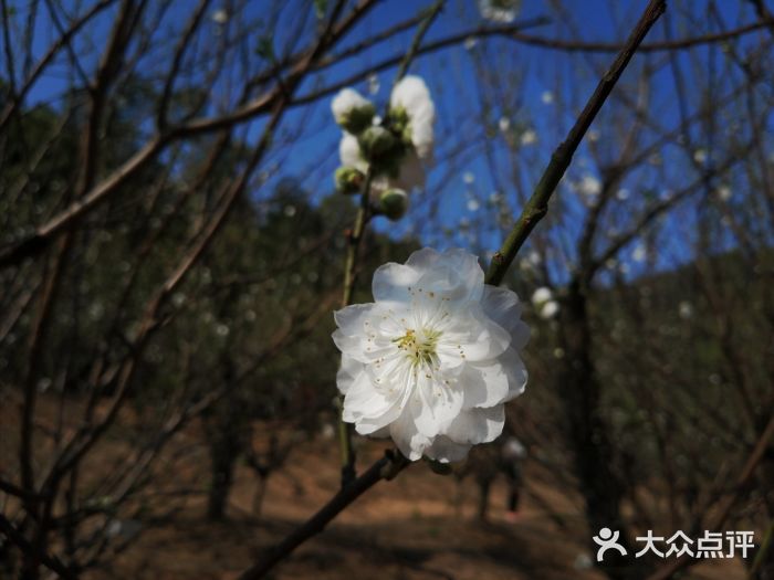 南国桃园旅游度假区图片