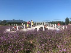 -北京东方普罗旺斯薰衣草庄园