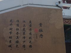 -曹州牡丹园