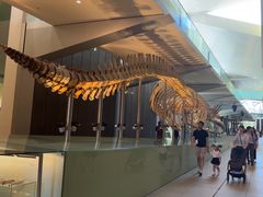 -墨尔本博物馆(Melbourne Museum)