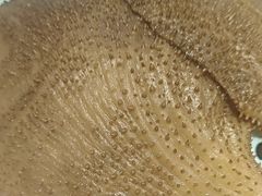 -加勒比阳光环球美食自助(凯德店)