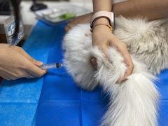 -美联众合爱康动物医院•复杂内科•肿瘤科•牙科•腔镜诊疗中心
