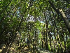 -火炉山森林公园