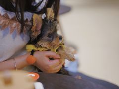 -逗柴咖啡屋·狗咖猫咖宠物桌游