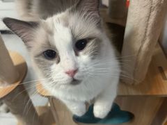 -中农国际动物医院24小时·猫科·骨科·急重症中心