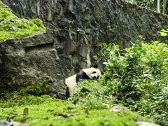 -都江堰中华大熊猫苑