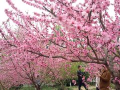 -三圣花乡旅游区