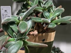 -鹿岛会员店 (龙湖三千集天街店)