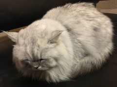 -猫友咖啡店(玉林西路店)