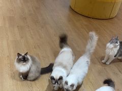 -1013 PET SHOP精品宠物商店(丁香店)