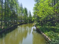 -上海滨江森林公园