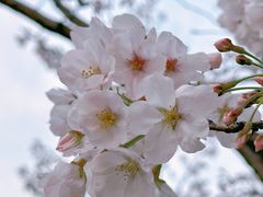 -新虹桥中心花园