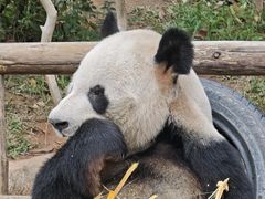 -深圳野生动物园