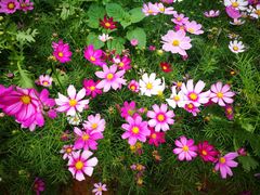 -松山湖梦幻百花洲